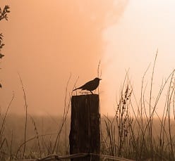 early bird