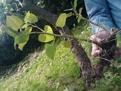 Japanese Knotweed 01