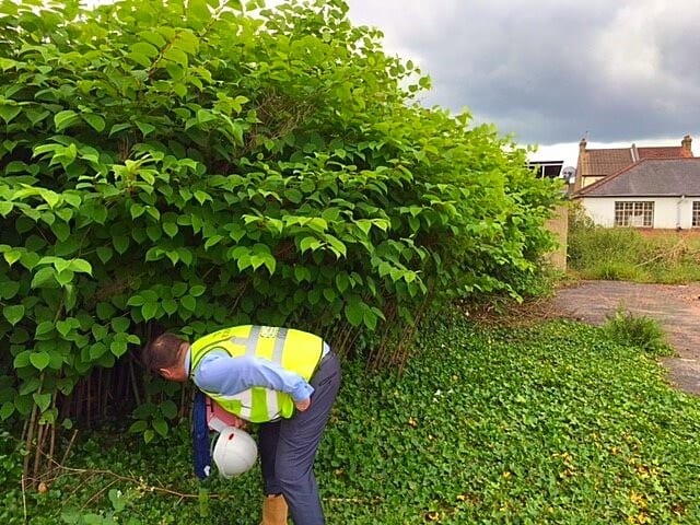 alien invasion japanese knotweed