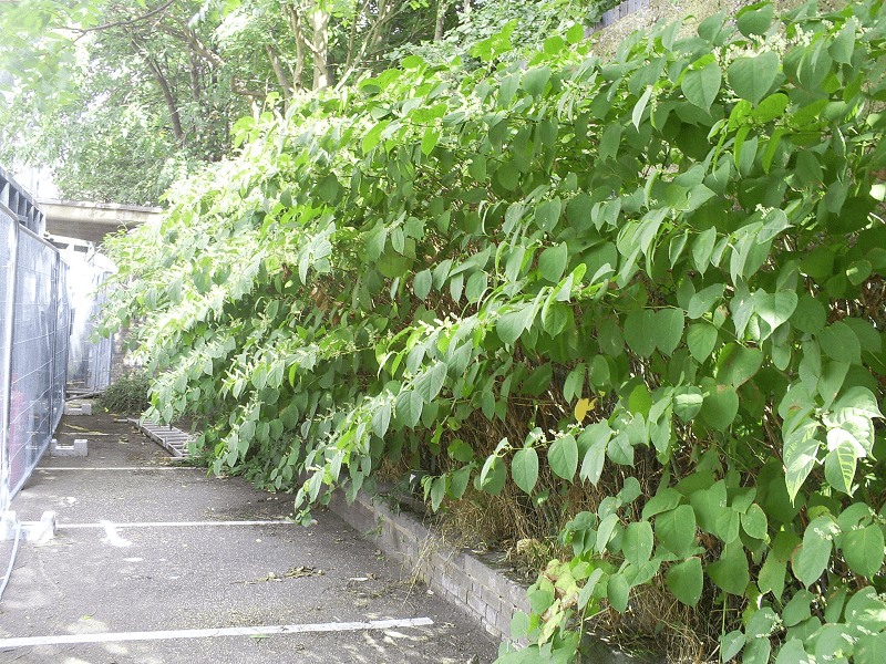How To Identify Whether A Plant is Japanese Knotweed How To Identify Whether A Plant is Japanese Knotweed