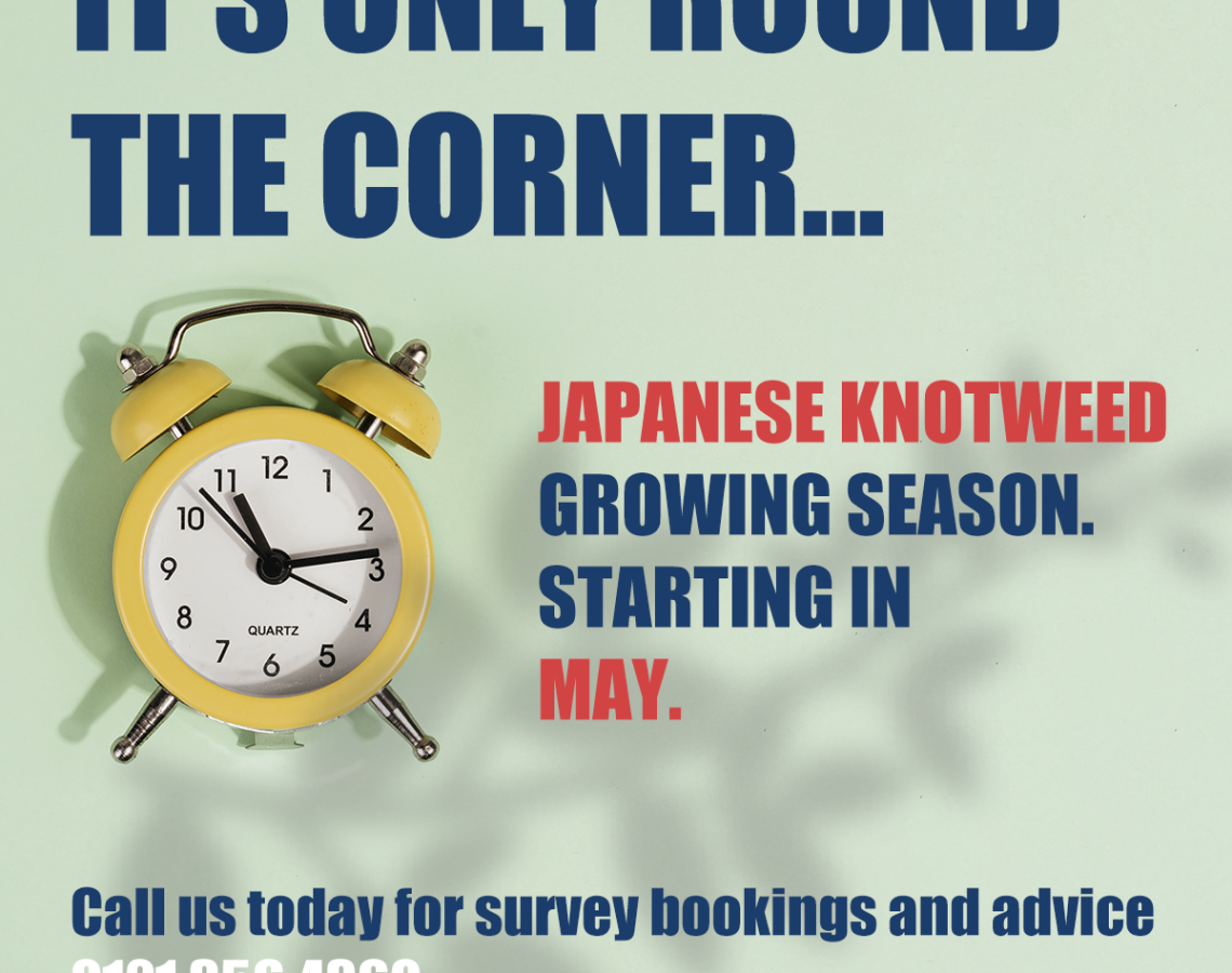Warning Japanese knotweed growing season starts May 2023. Japanese knotweed growing season